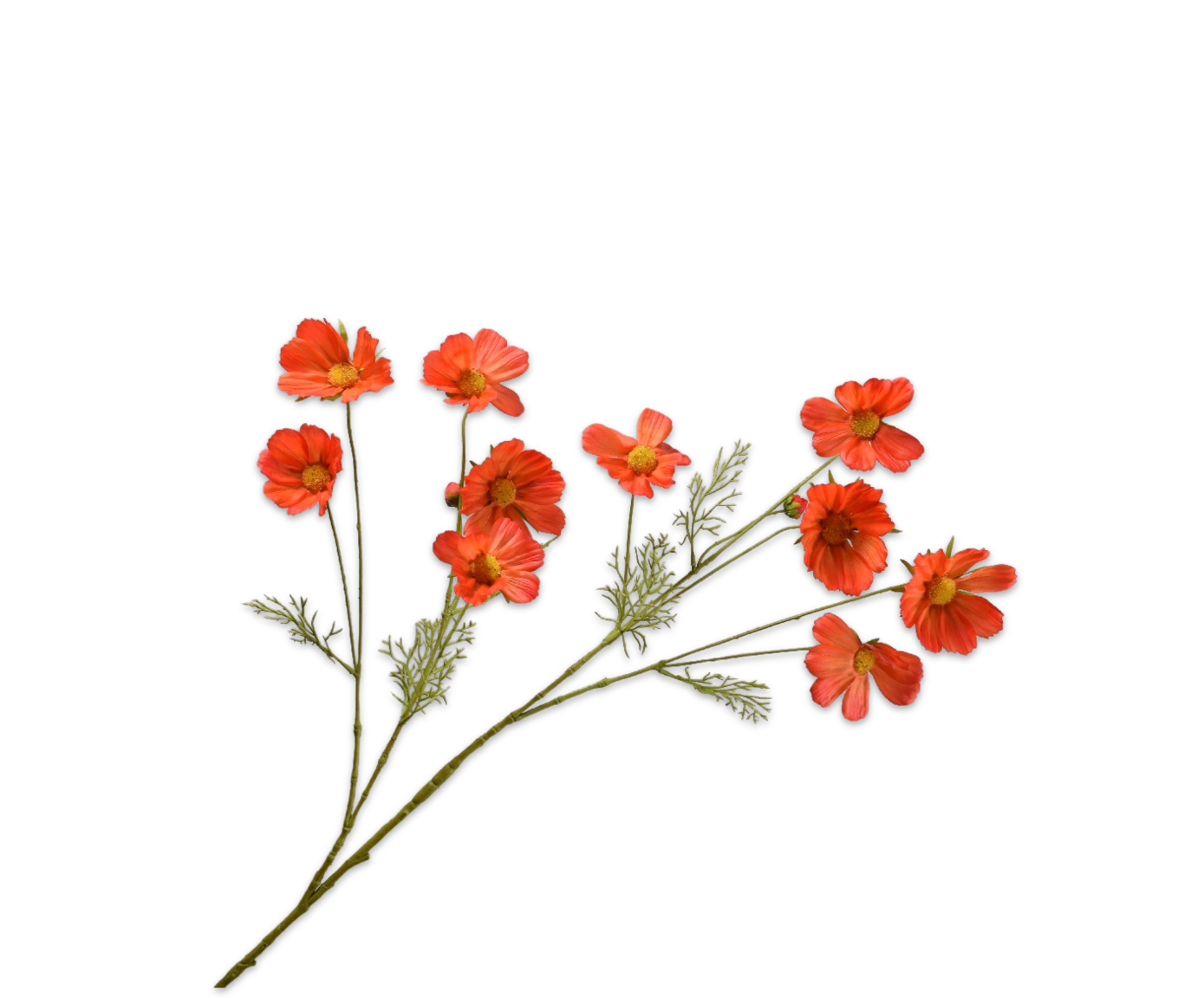 COSMOS SPRAY ORANGE RT  112 CM