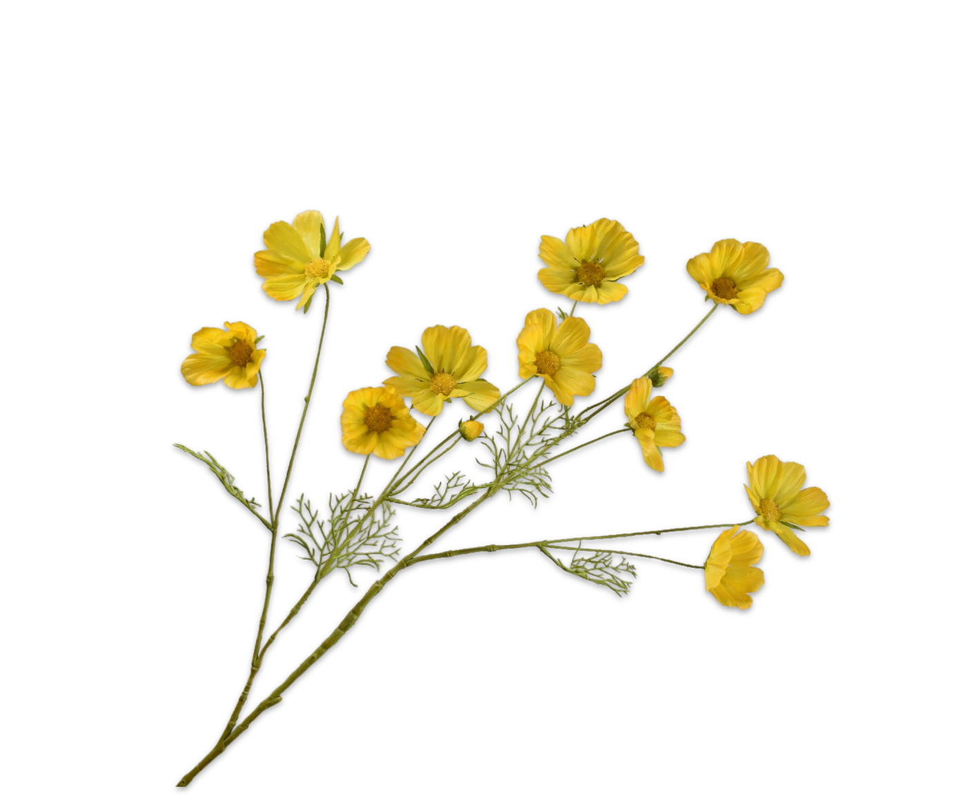 COSMOS SPRAY YELLOW RT  112 CM