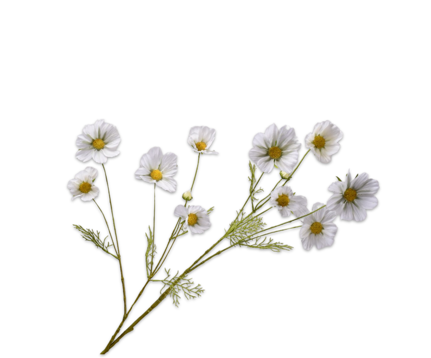 COSMOS SPRAY CREAM RT  112 CM