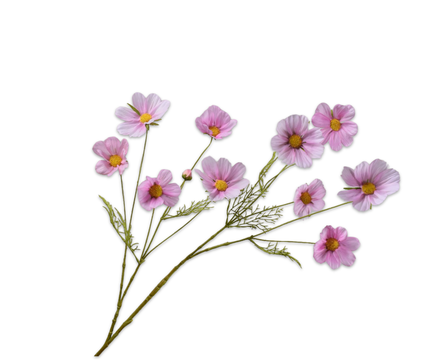 COSMOS SPRAY PINK RT  112 CM