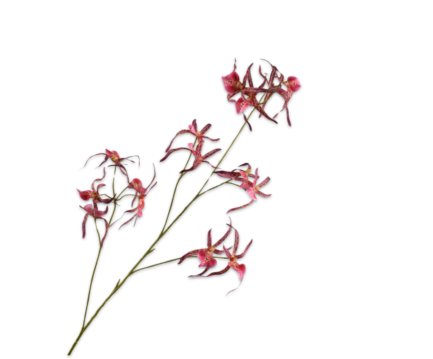 ORCHID SPRAY BEAUTY  108 CM