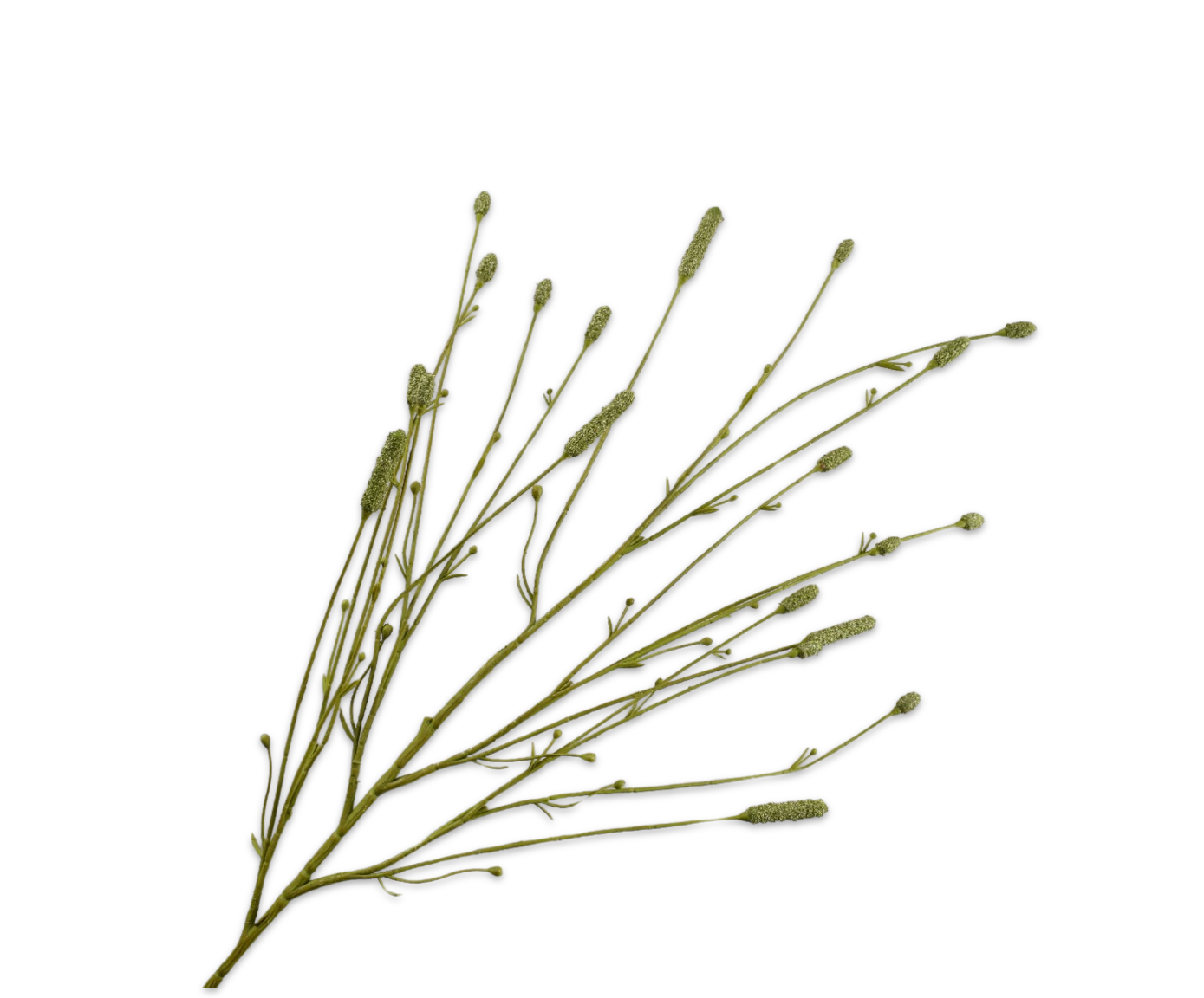 PIMPERNEL TAK GROEN  116 cm