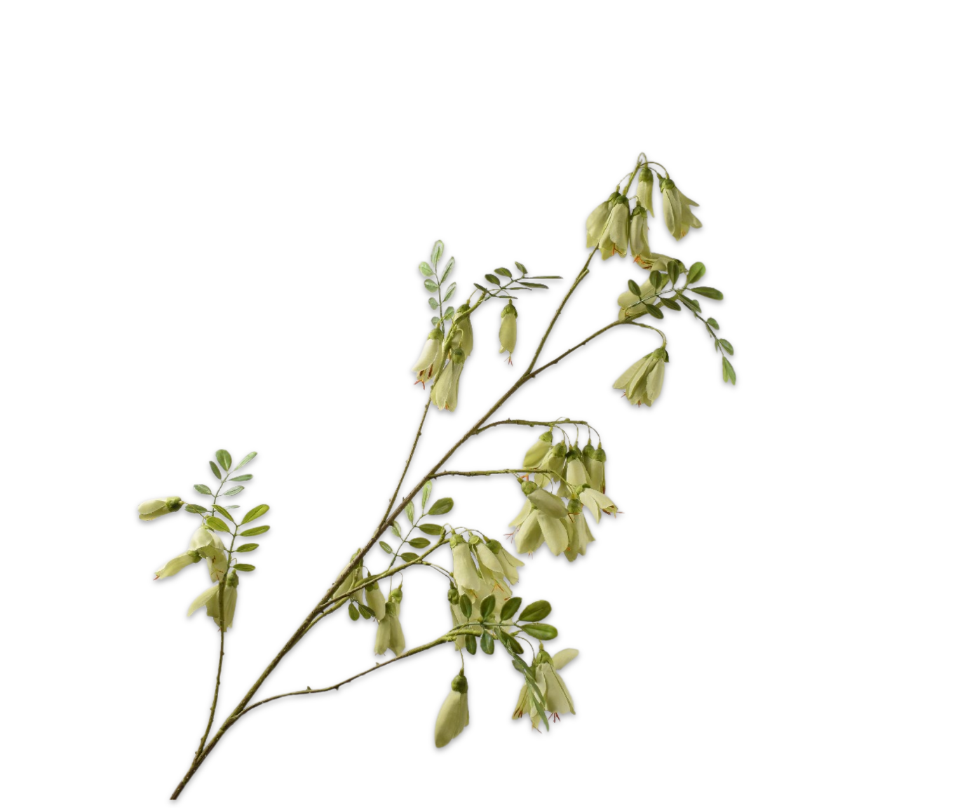 CAMPANULA&#x20;TAK&#x20;GROEN&#x20;&#x20;118&#x20;cm