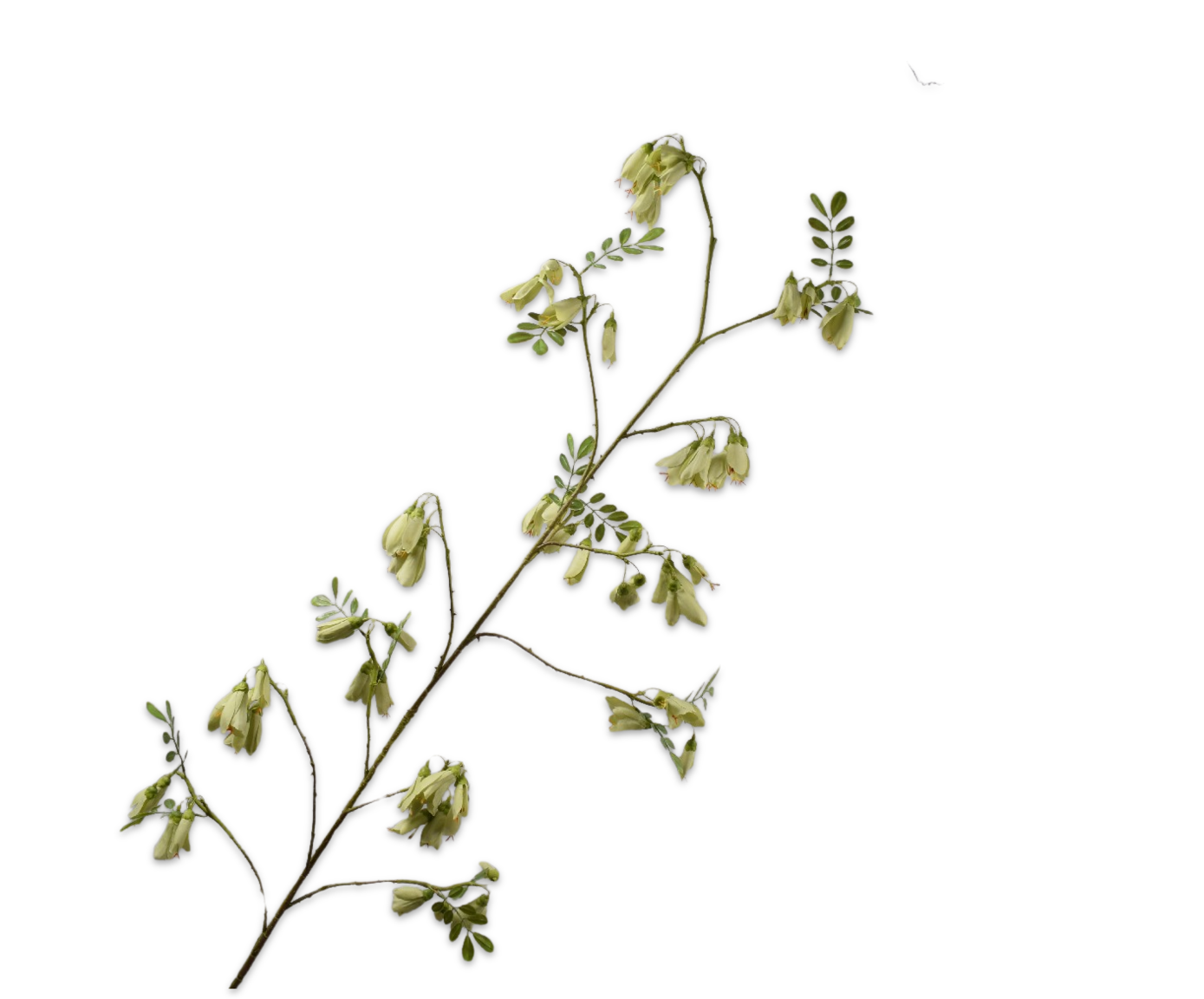 CAMPANULA SPRAY GREEN  159 CM