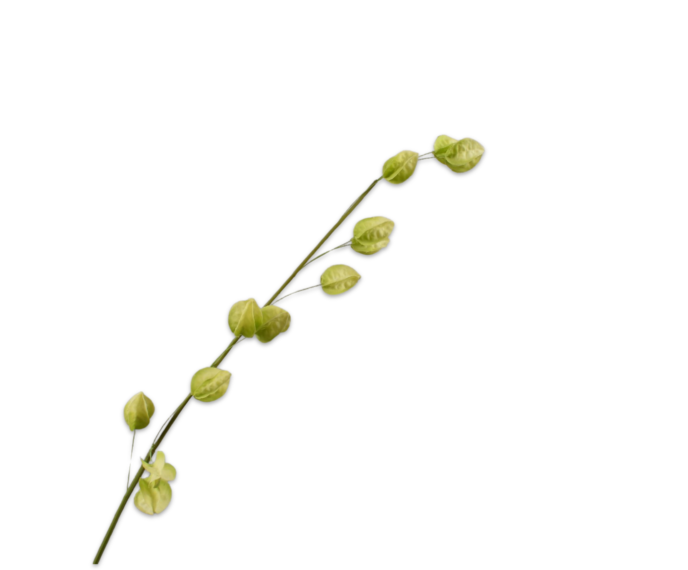 PHYSALIS SPRAY GREEN  93 CM