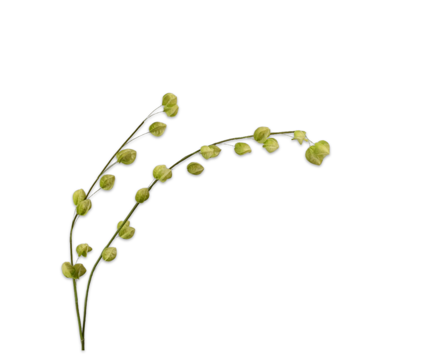 PHYSALIS SPRAY GREEN  145 CM