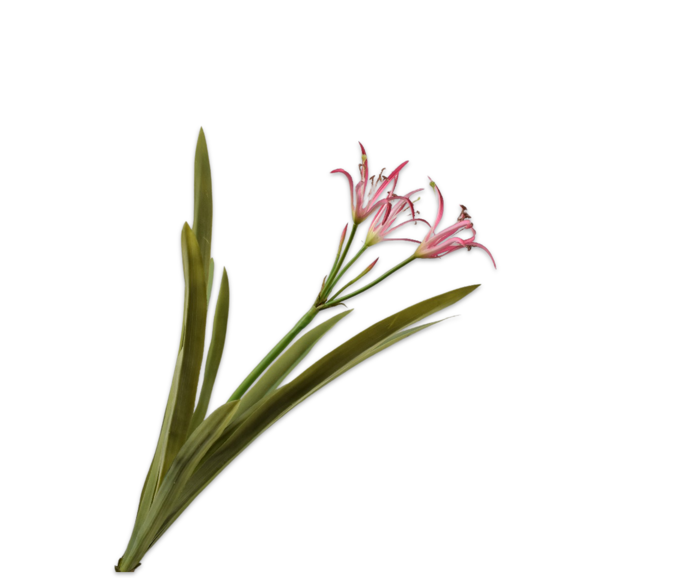 CRINUM TAK FUCHSIA  68 cm