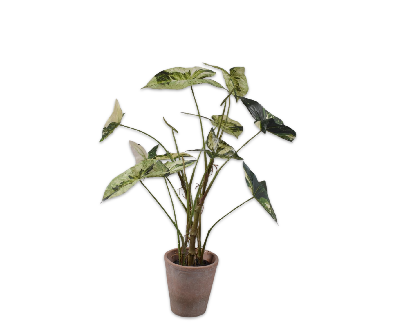 CALADIUM I/POT GREEN  80 CM