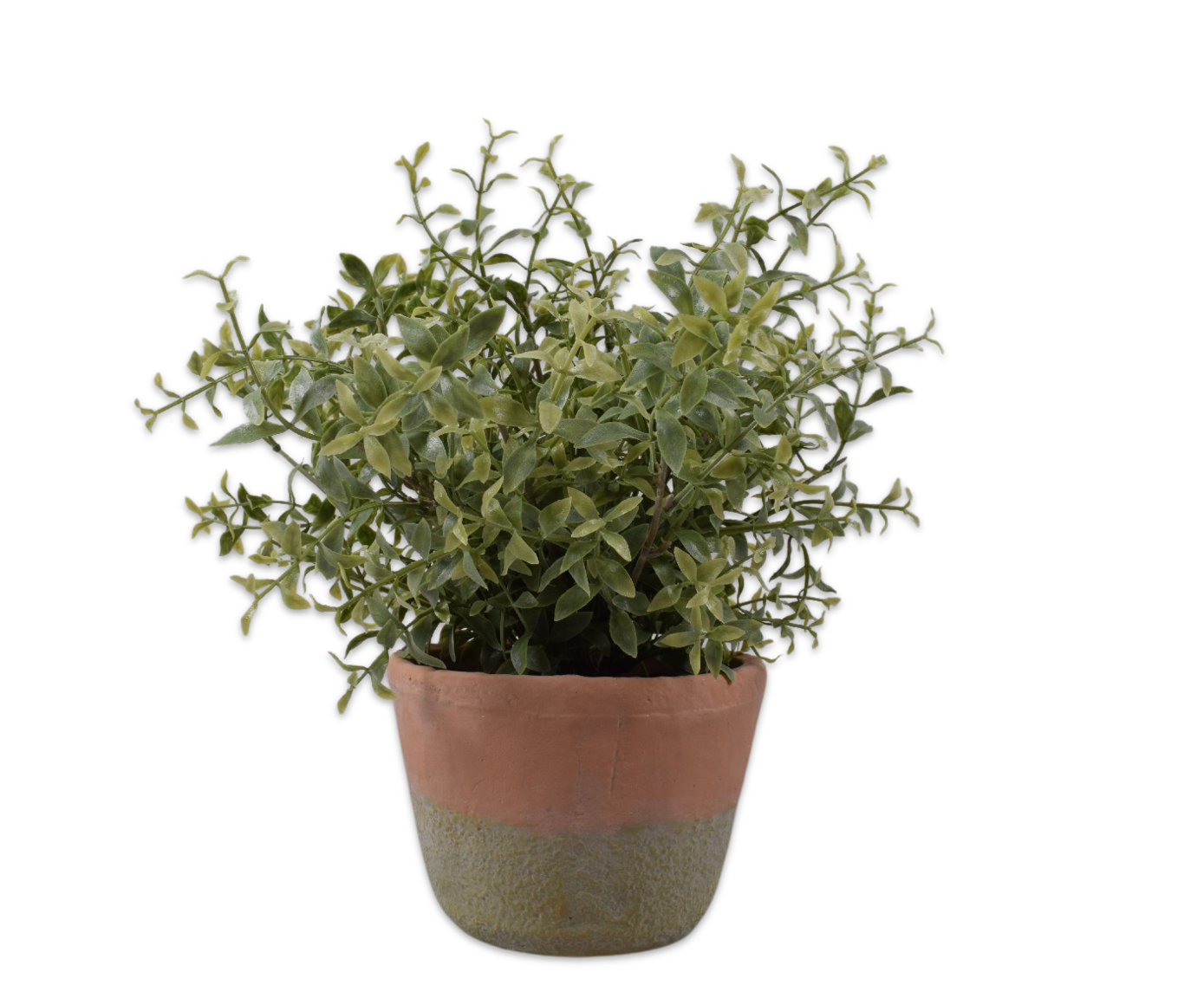 RUSCUS E/MACETA VERDE  34 CM