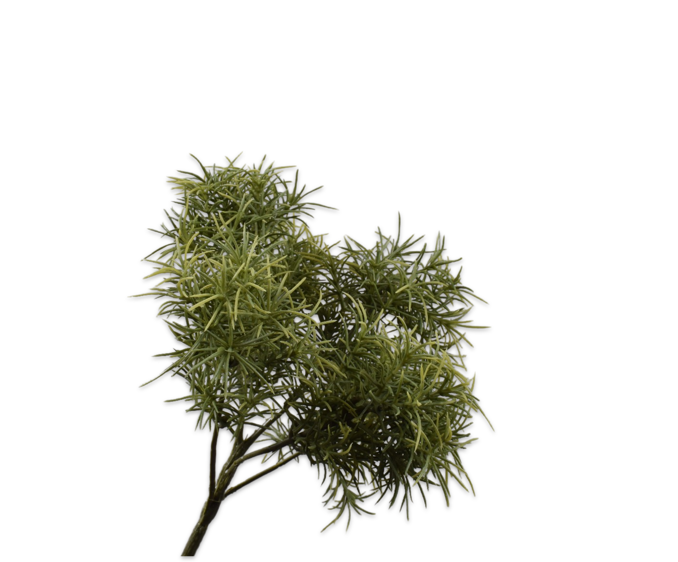 ESPARRAGO RAMA VERDE  26 CM