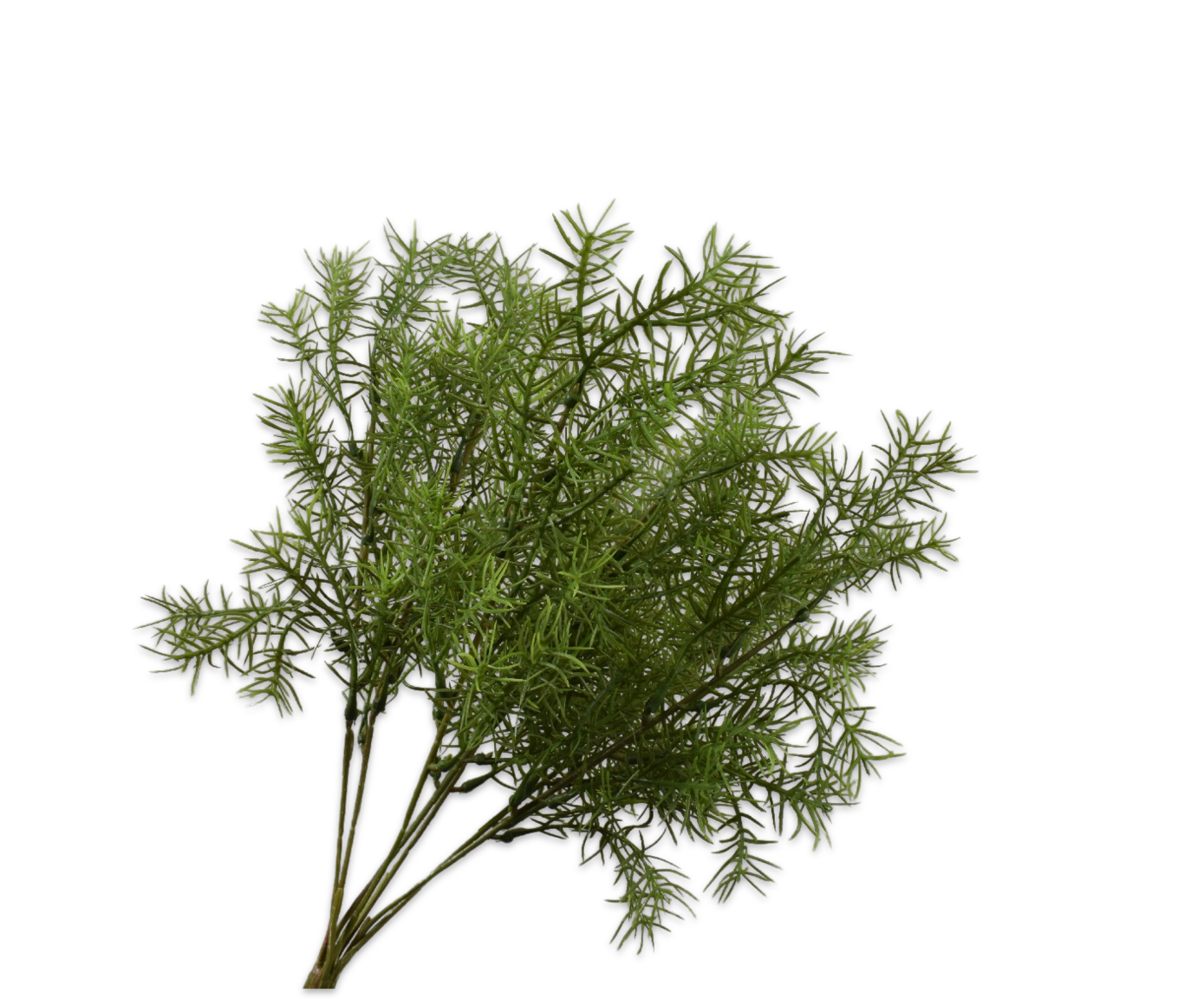 ESPARRAGO RAMA VERDE  38 CM