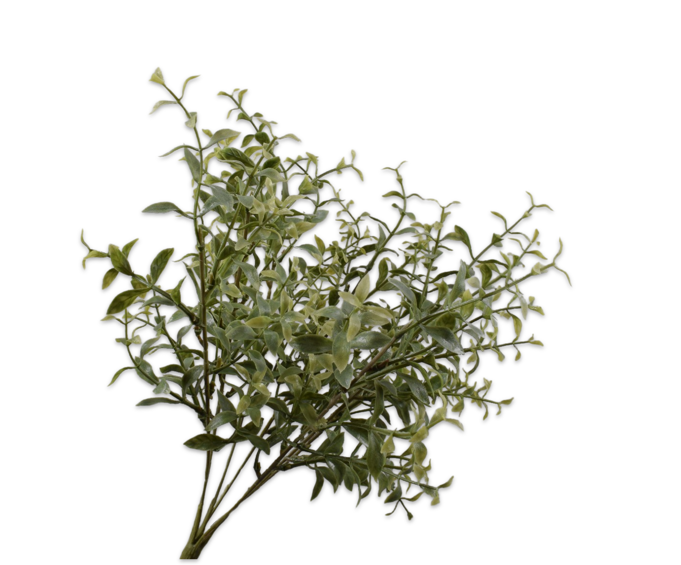 RUSCUS ARBUSTO VERDE  38 CM