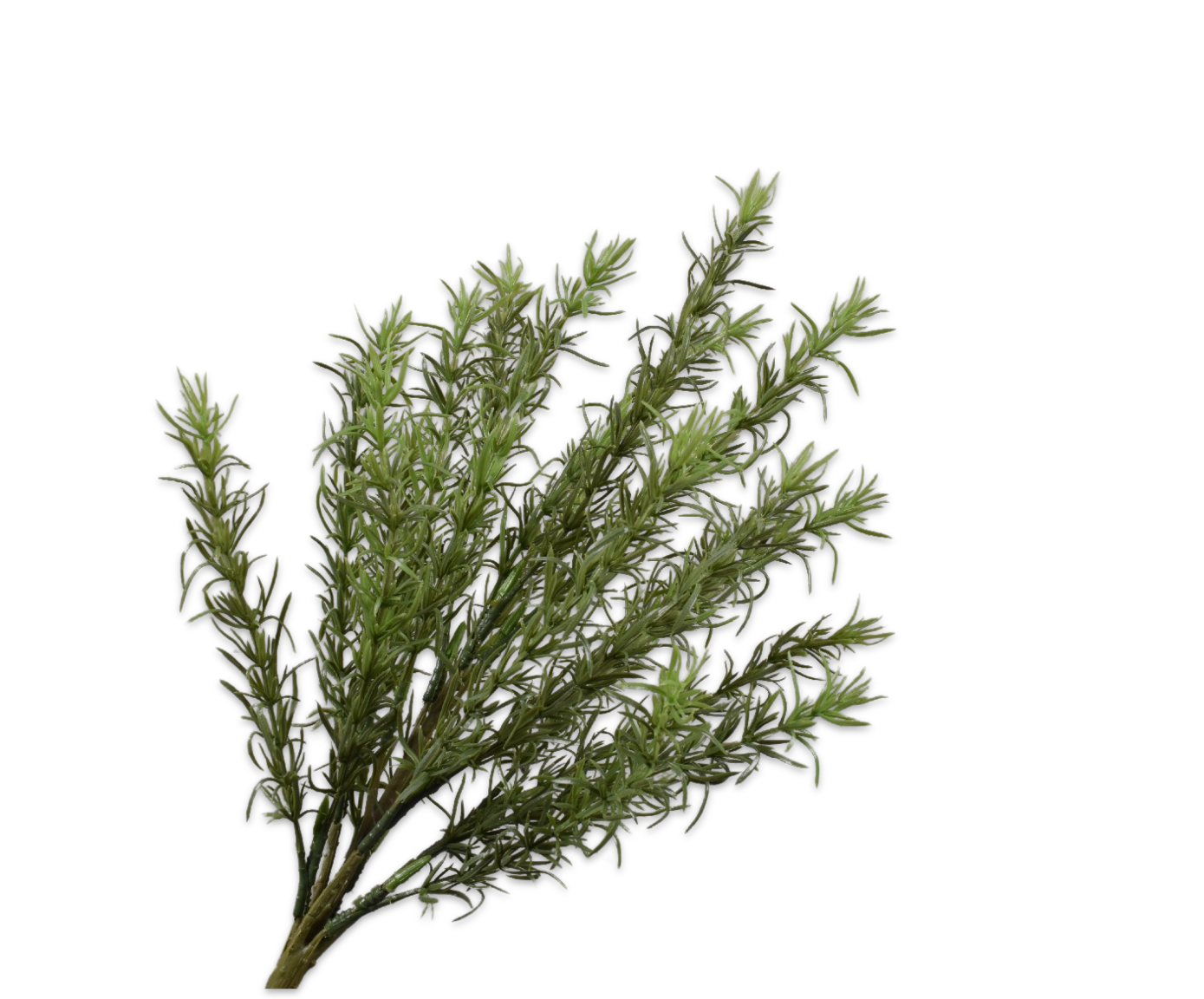 LAVANDA ARBUSTO VERDE  47 CM