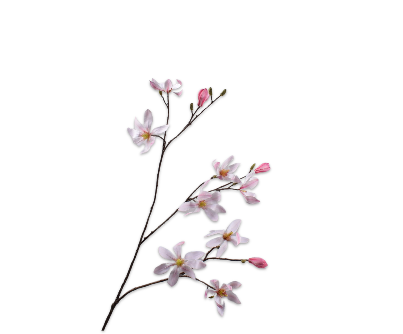 MAGNOLIA RAMIFIÉE ROSA LU  96 CM