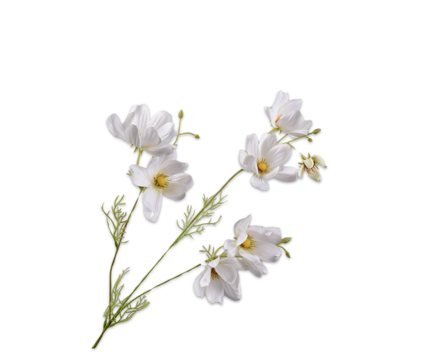 COSMOS SPRAY CREAM  56 CM