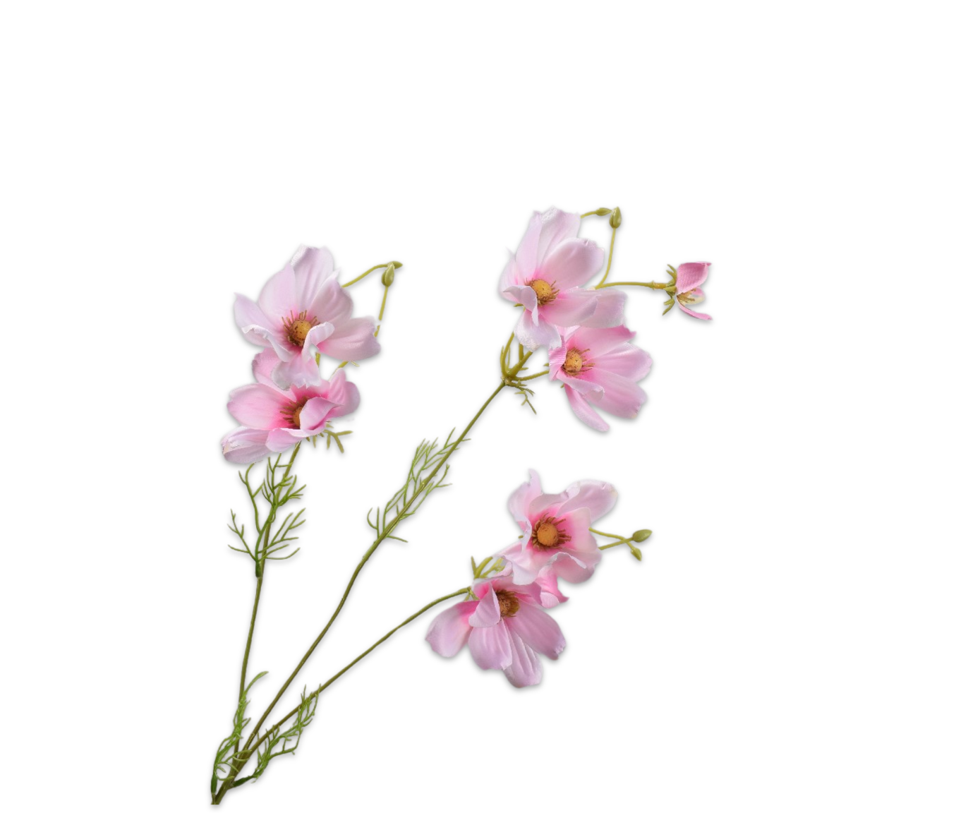 COSMOS SPRAY PINK LT  56 CM