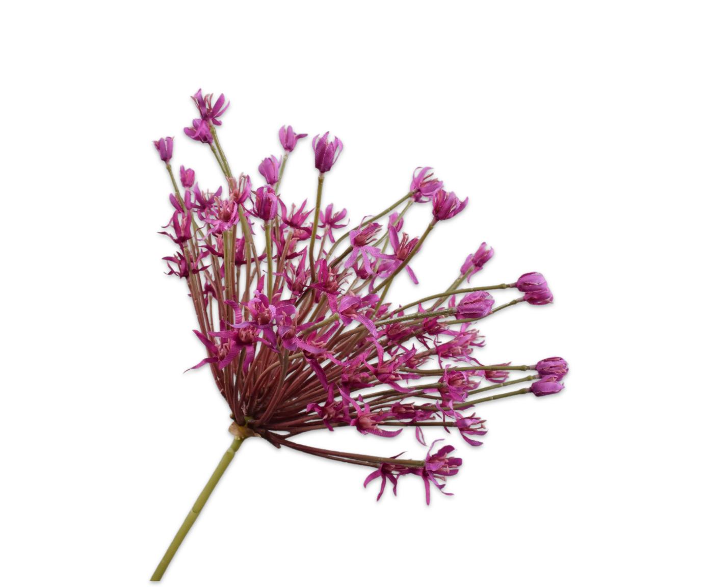 ALLIUM STEM FUCHSIA  120 CM