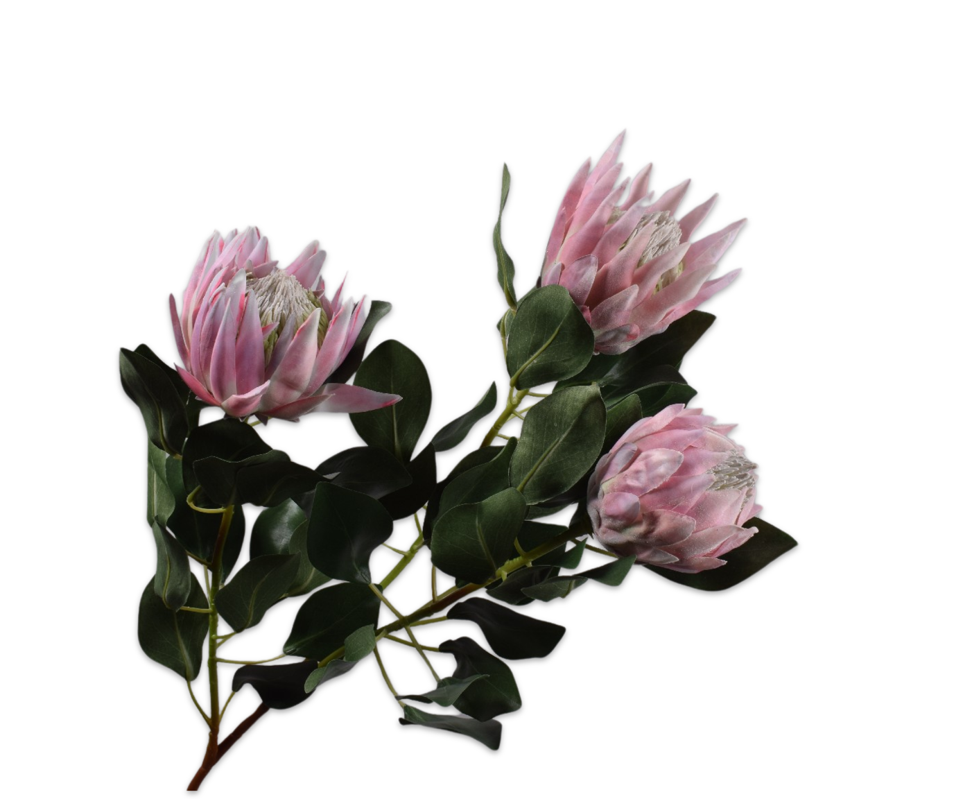 PROTEA TAK ROZE  106 cm