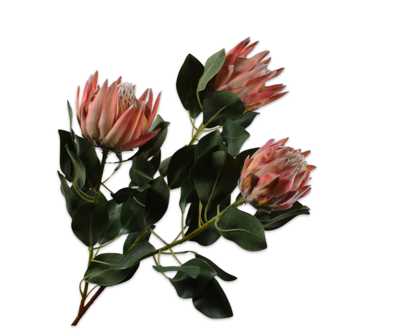 PROTEA TAK PERZIK  106 cm