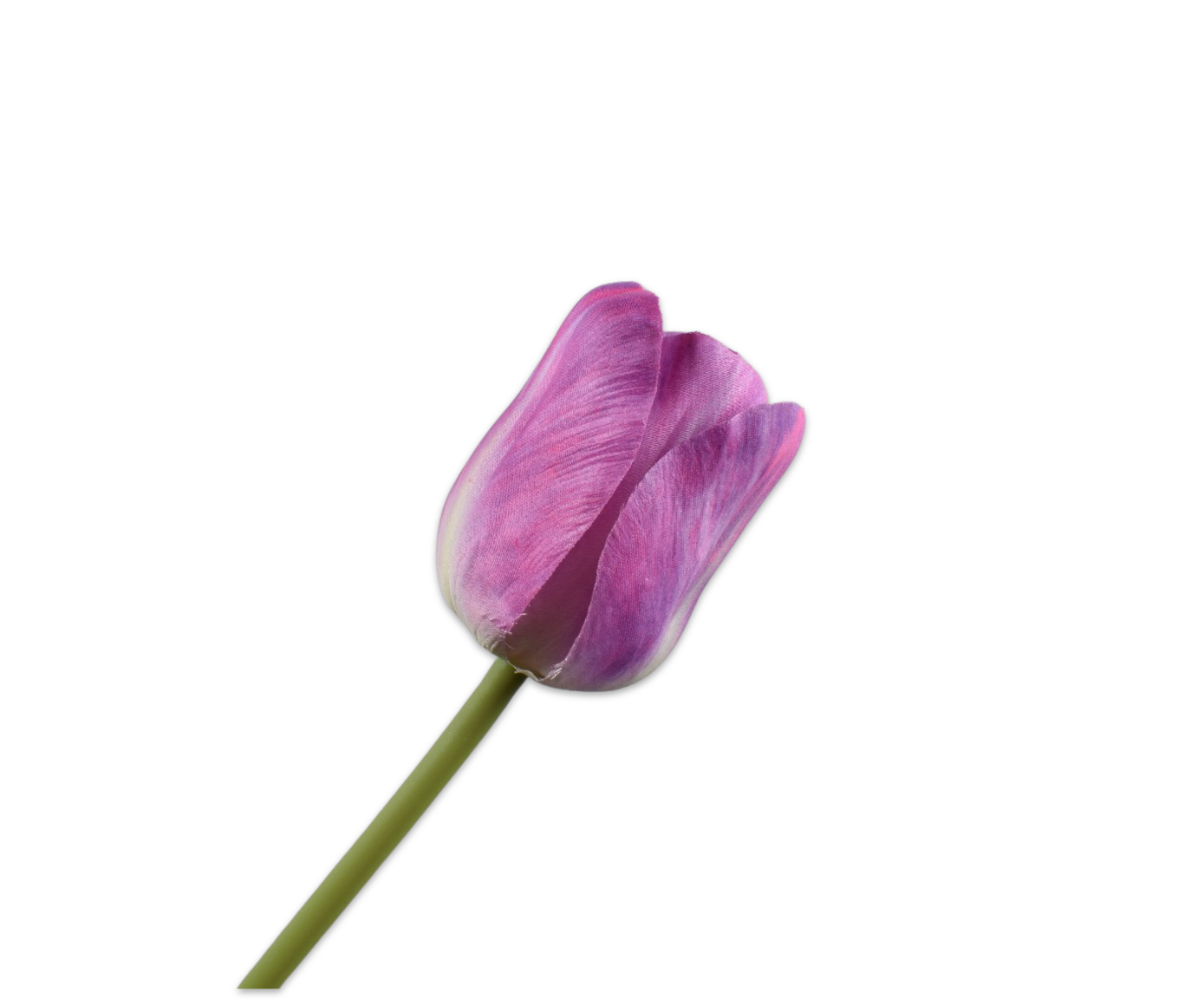 TULP STEEL PAARS  64 cm