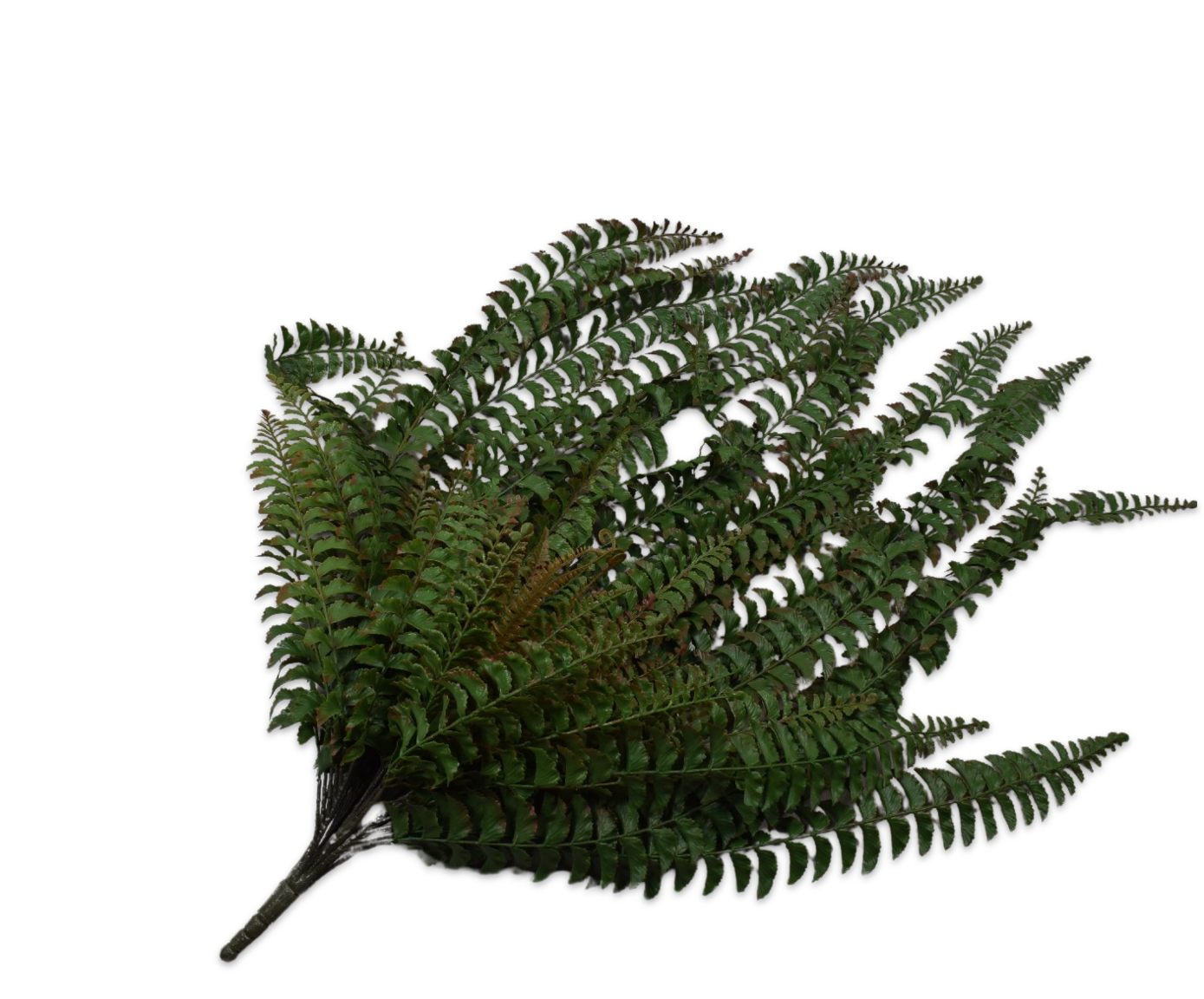 FERN BUSH GREEN  121 CM