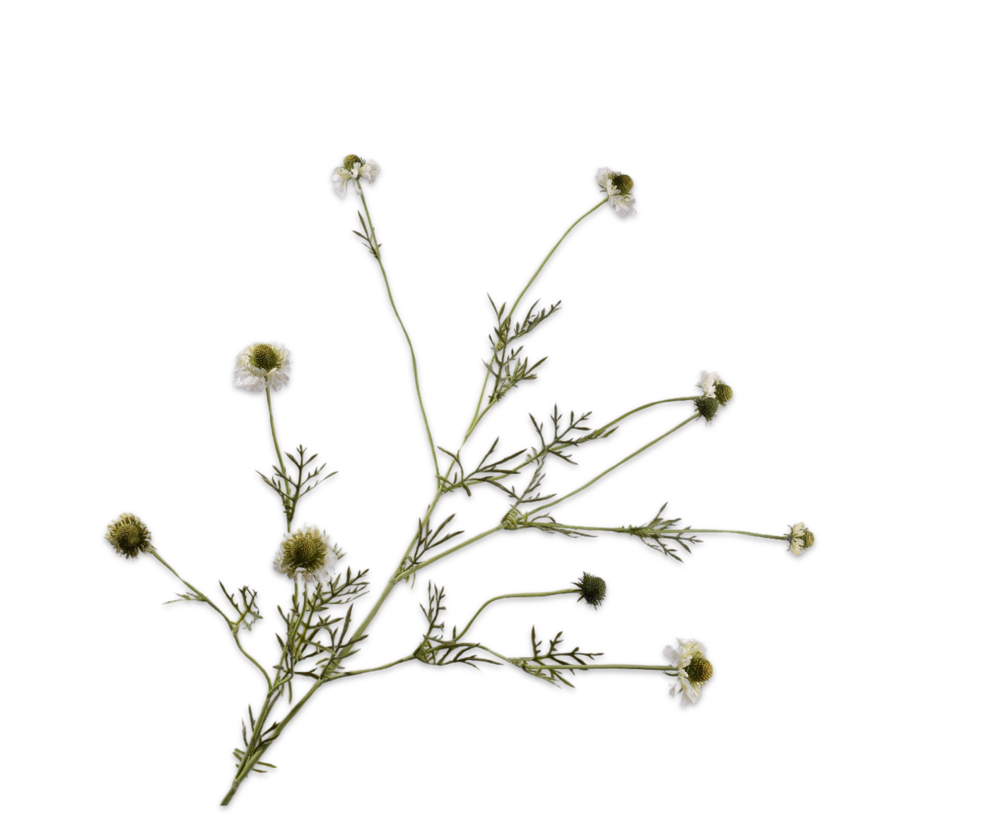SCABIOSA TAK CREME  127 cm