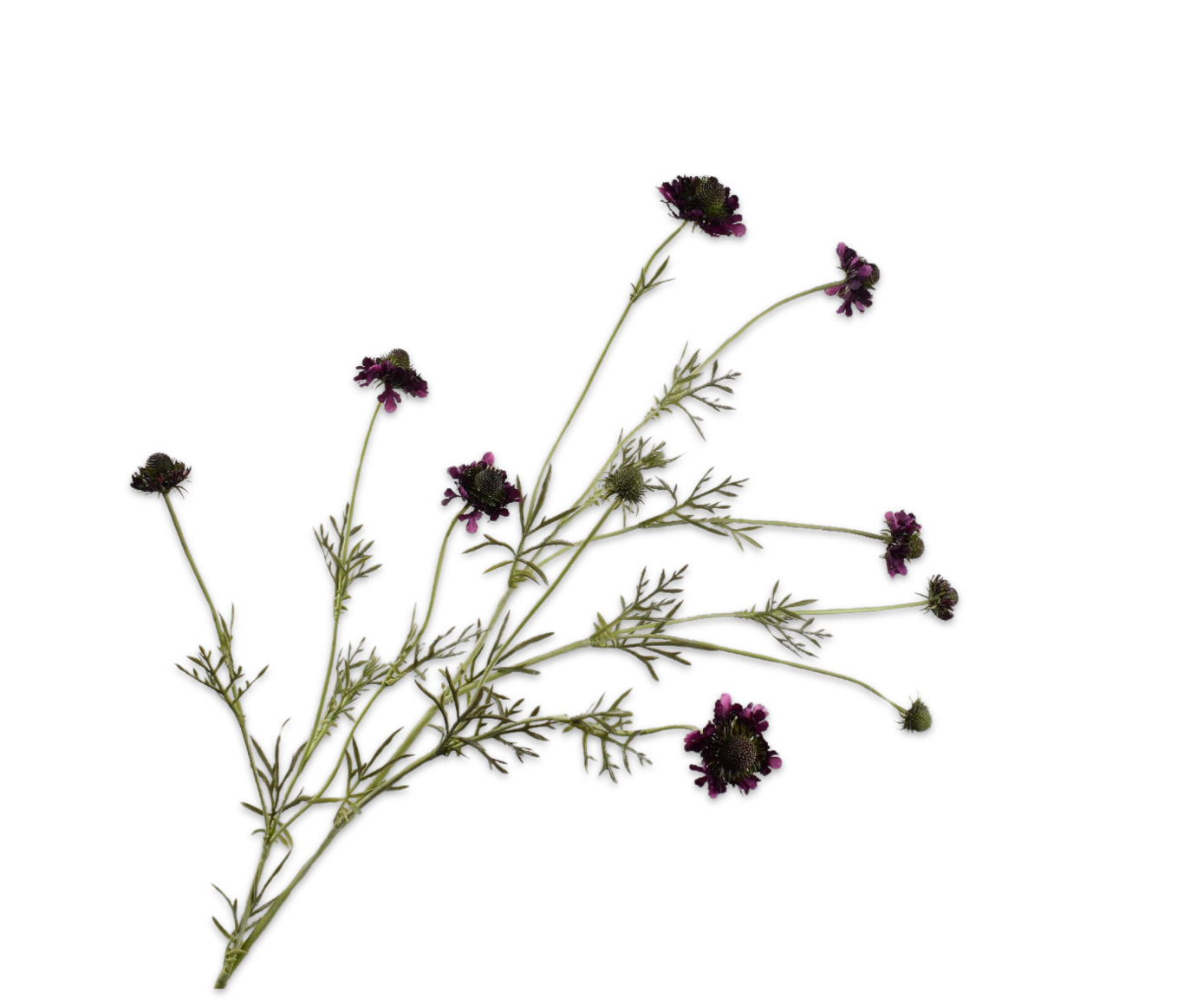 SCABIOSA TAK PRS DK  127 cm