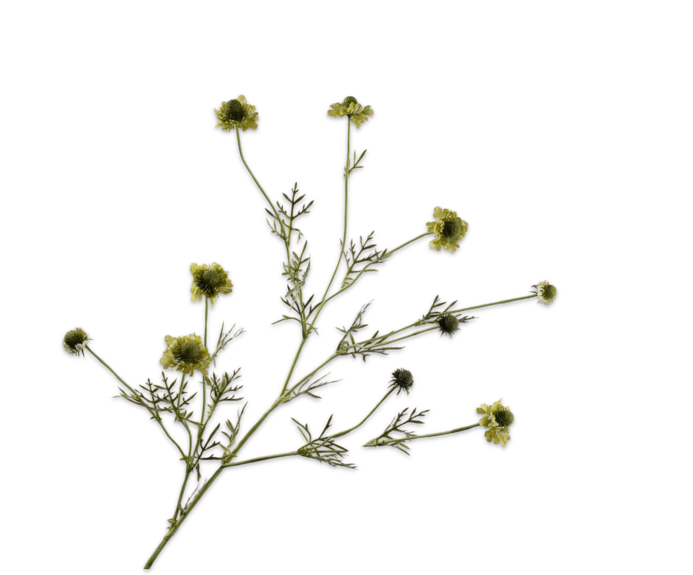 SCABIOSA RAMO VERDE  127 CM