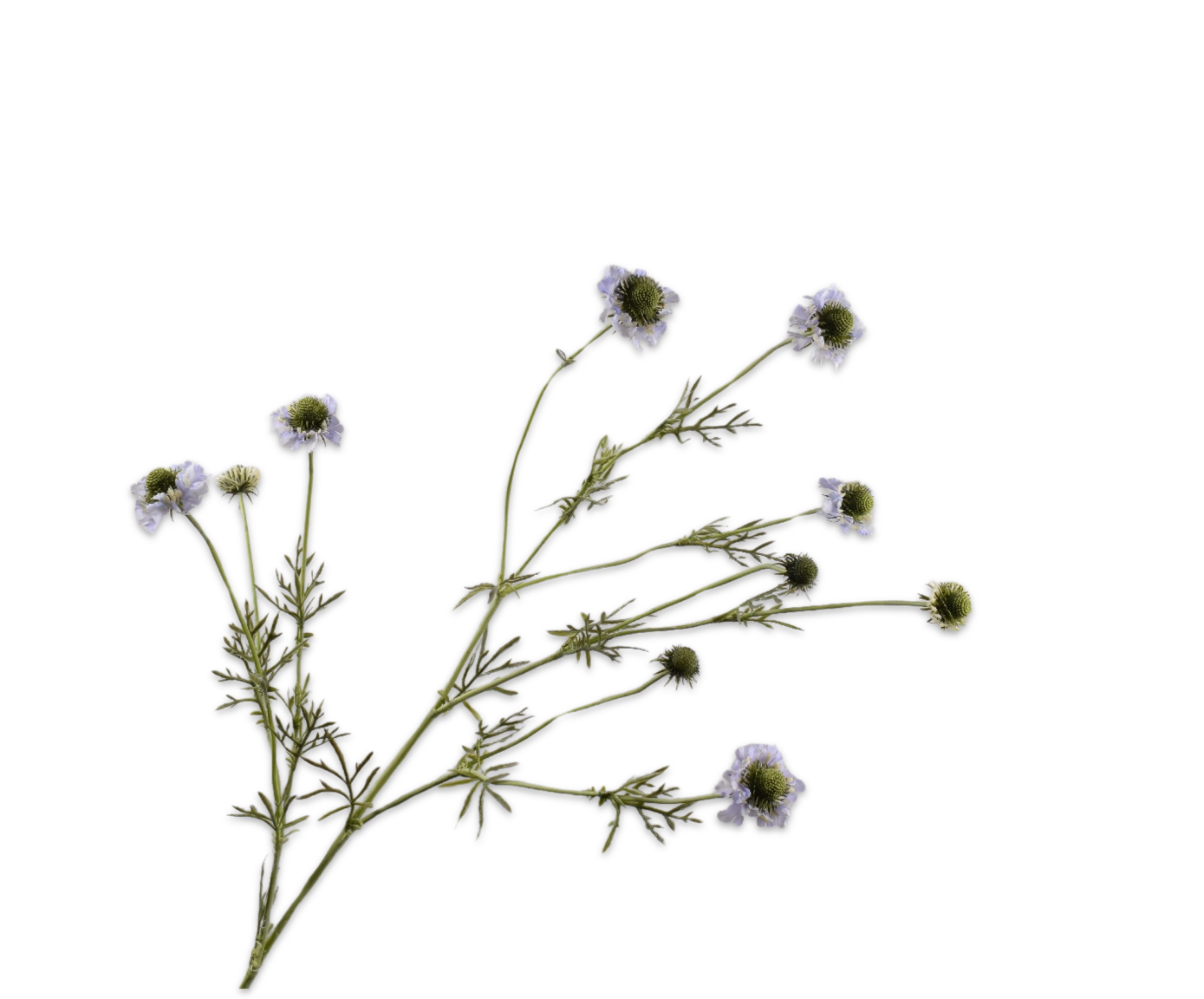SCABIOSA RAMO LILLA  127 CM