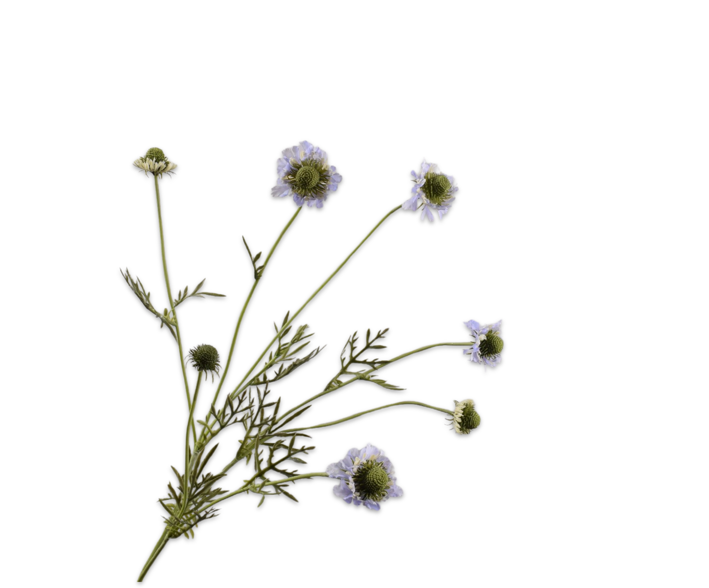 SCABIOSA TAK LILA  89 cm
