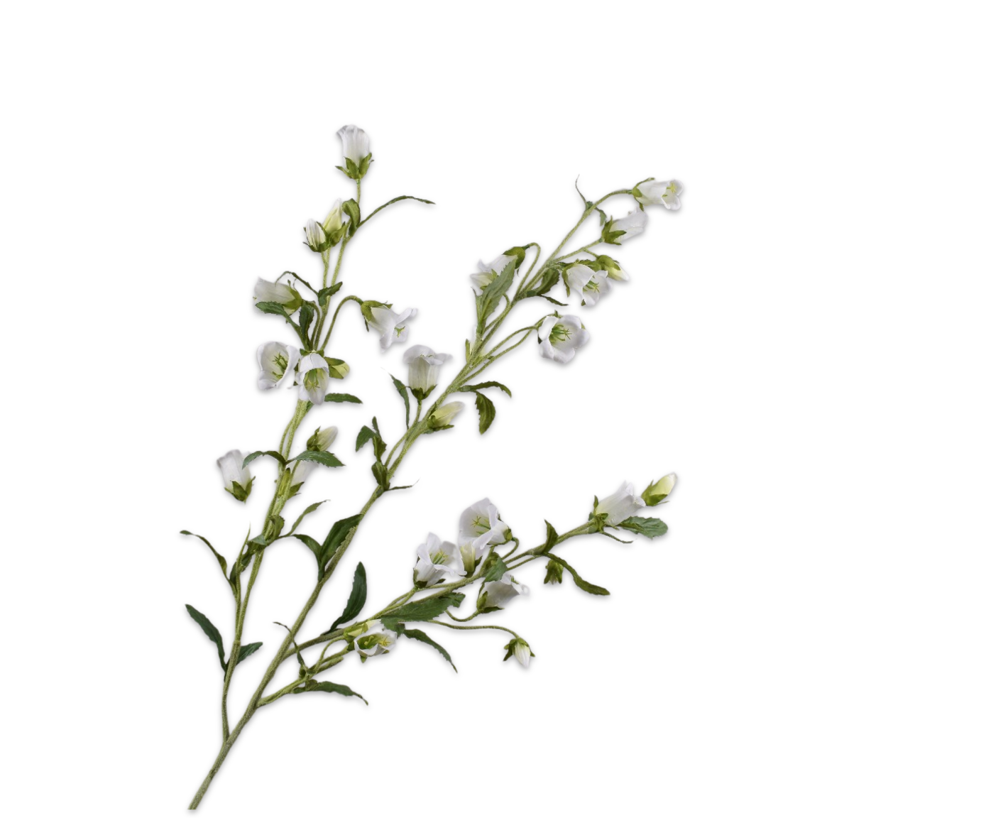 CAMPANULA ZWEIG WEIß  112 CM