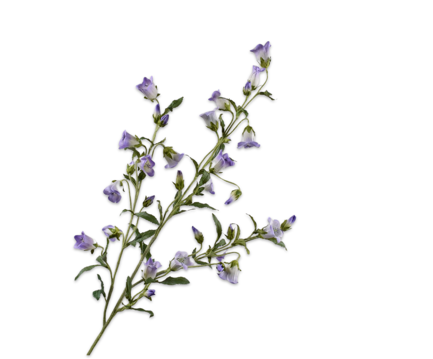 CAMPANULA ZWEIG LILA  112 CM