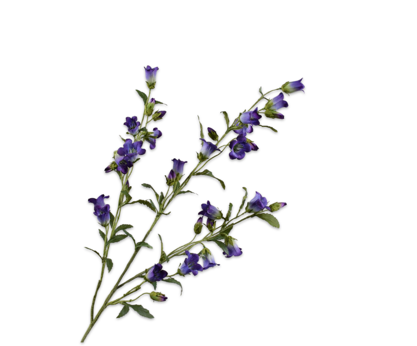 CAMPANULA RAMA VIO/BLA  112 CM