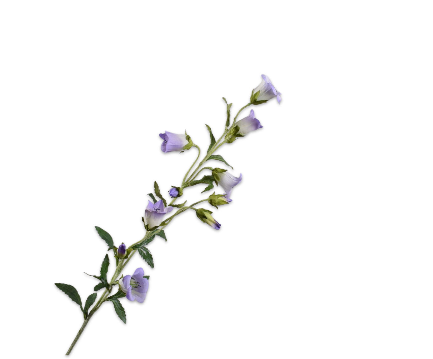 CAMPANULA RAMA LILA  88 CM