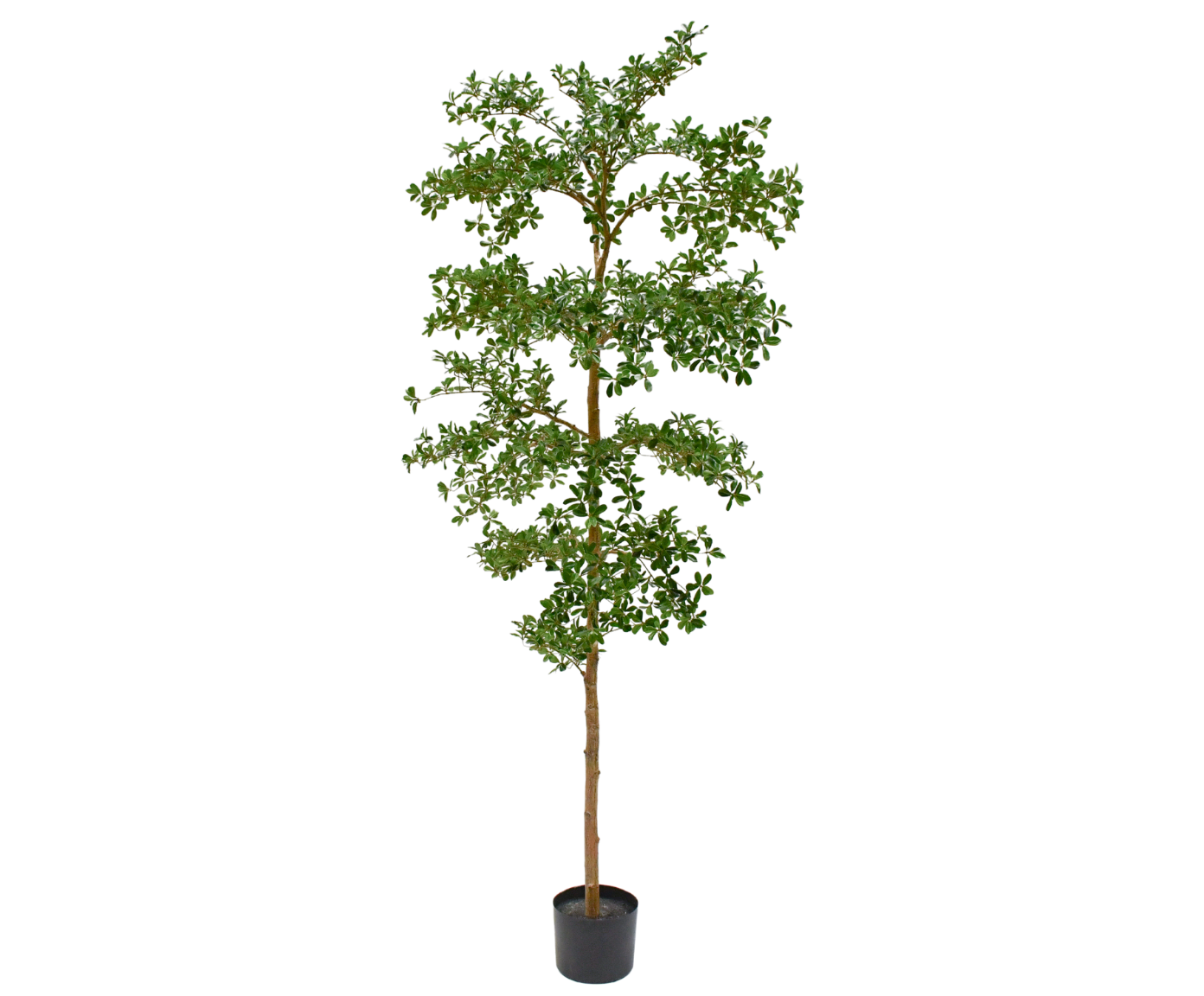 BUCIDA I/POT GREEN  244 CM