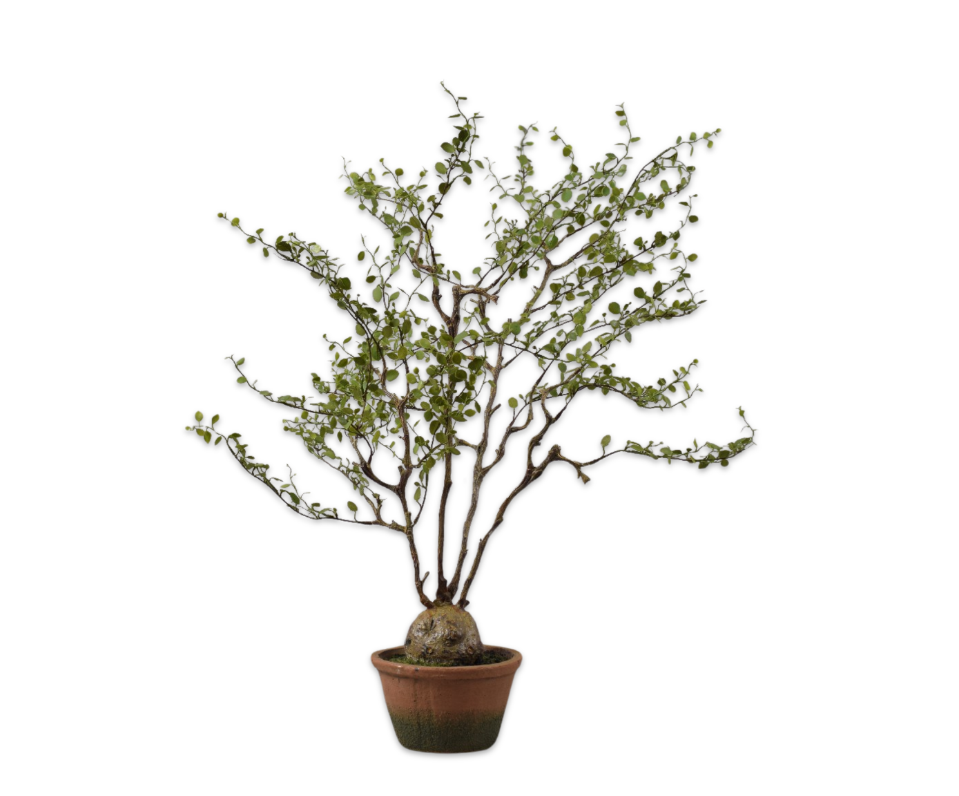 MUEHLENBECKIA I/POT GREEN  66 CM