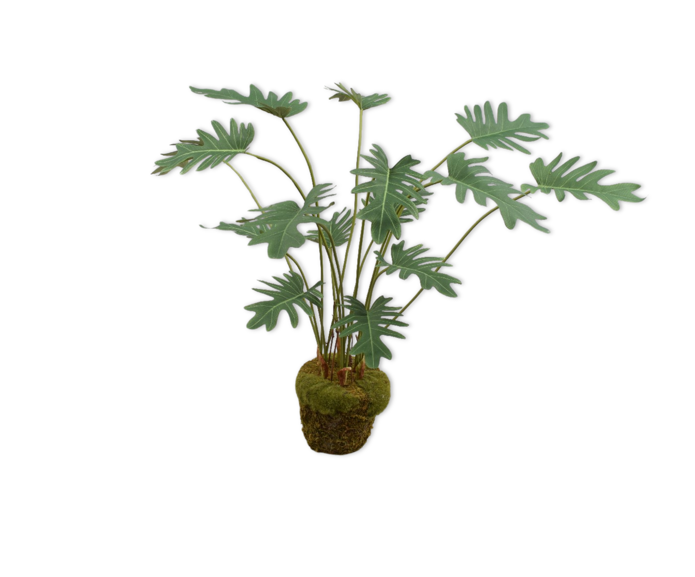 PHILODENDRON S/SOIL VERT  56 CM