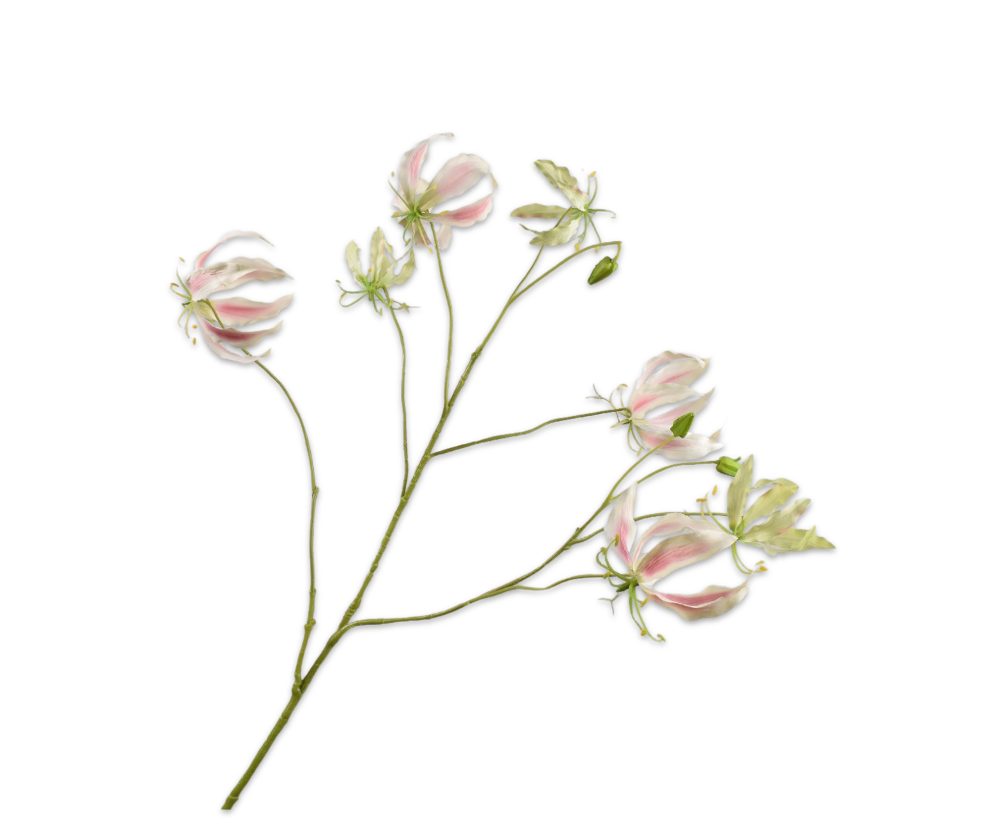 GLORIOSA TAK ROZE LT  110 cm