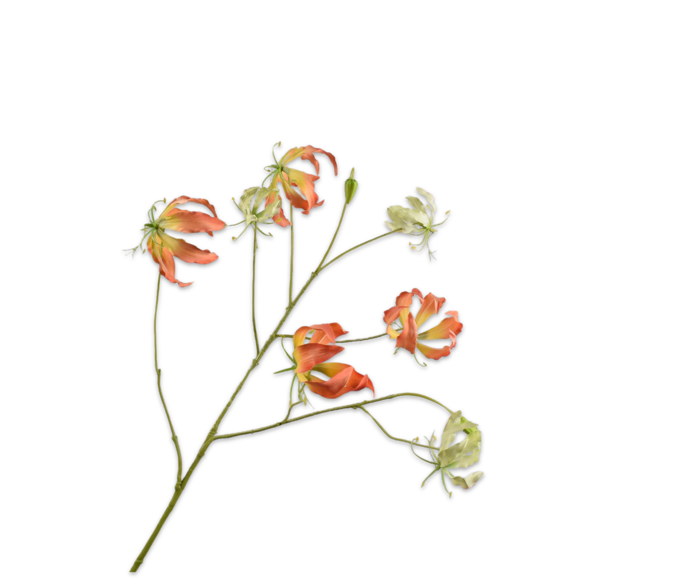 GLORIOSA RAMA NAR CLA  110 CM