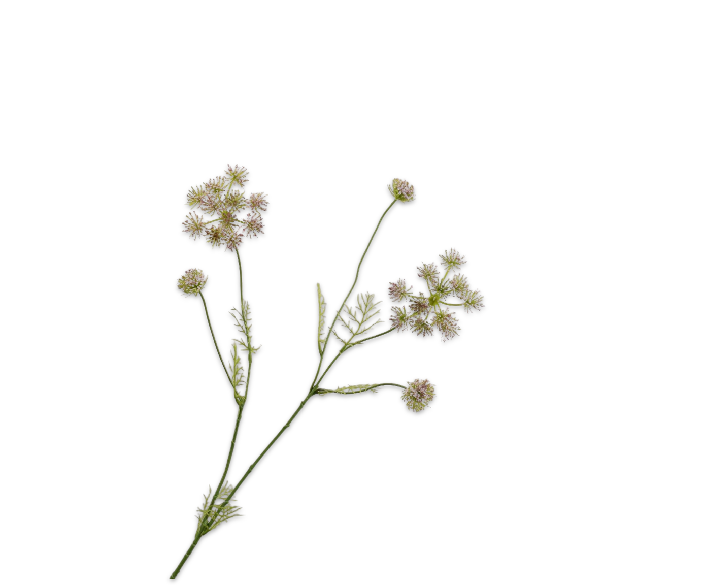 QUEEN AN LACE SPRAY PINK  97 CM