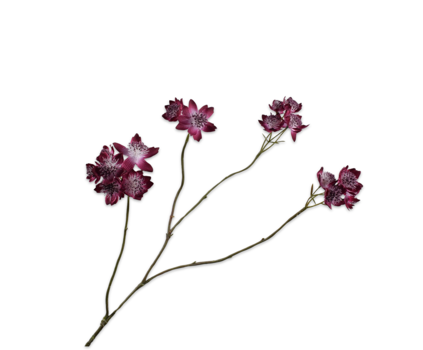 ASTRANTIA TAK PAARS  81 cm