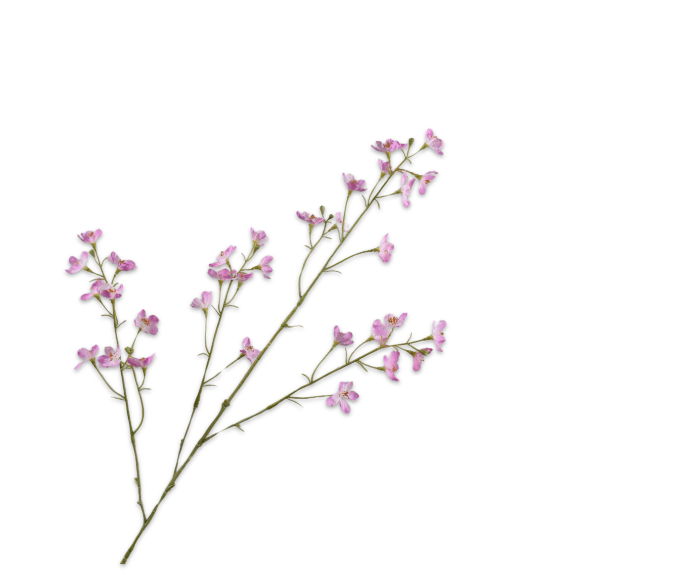 DELPHINIUM SPRAY PINK  81 CM