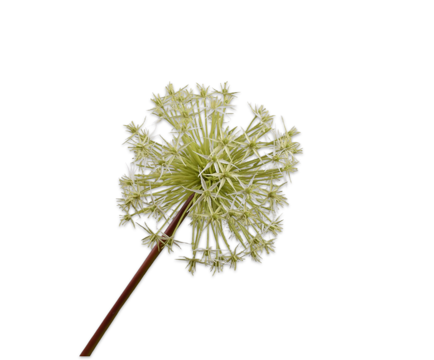 ALLIUM STIEL WEIß  104 CM