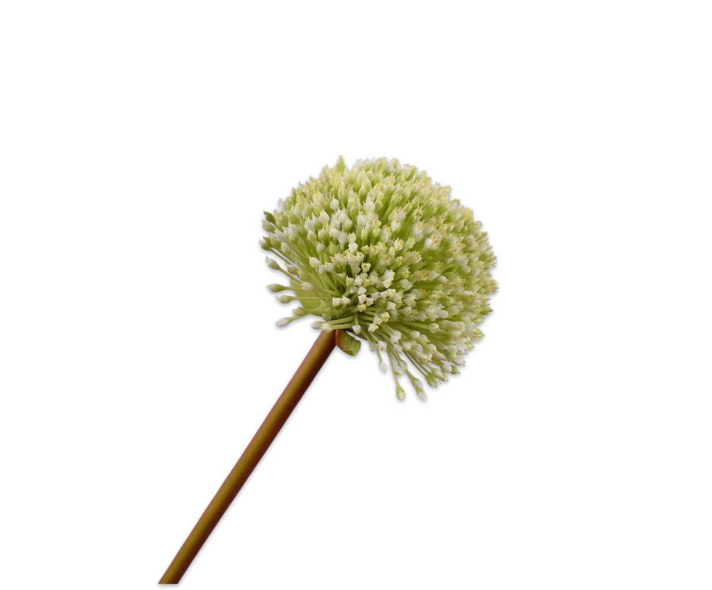 ALLIUM STEEL GROEN  78 cm