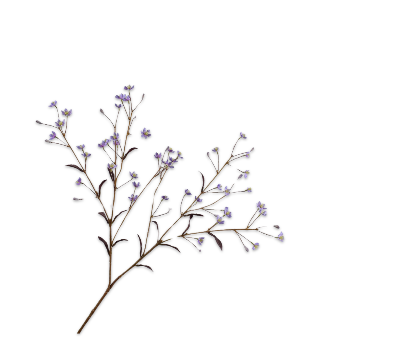 THALICTRUM TAK PAARS  89 cm