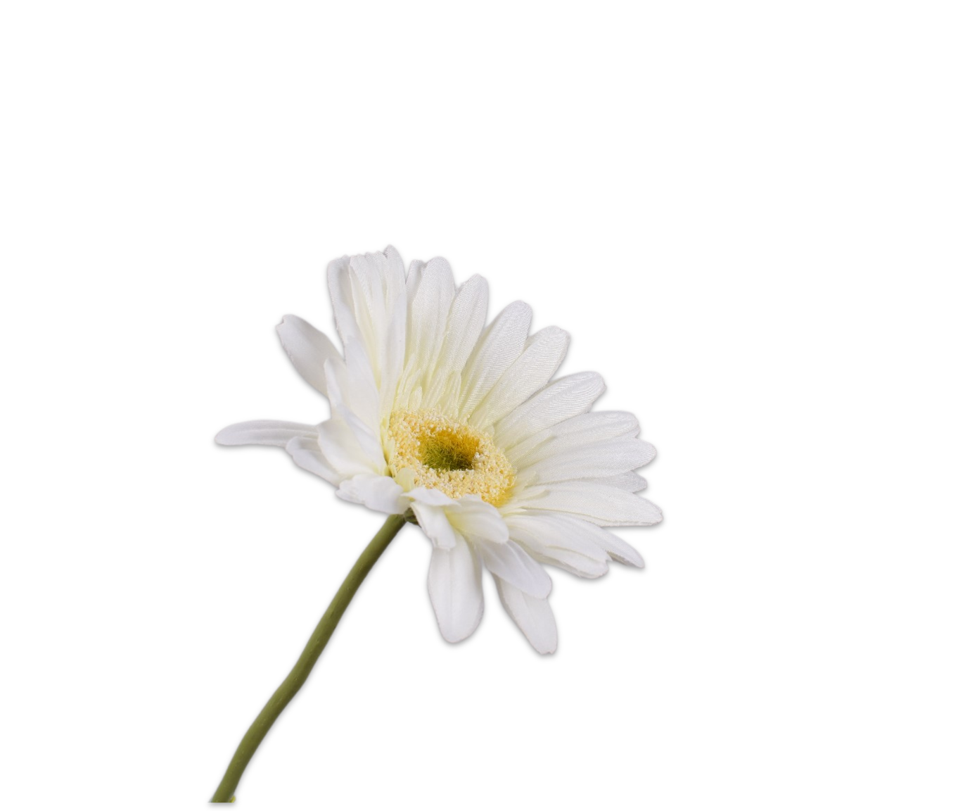 GERBERA STEM WHITE  61 CM