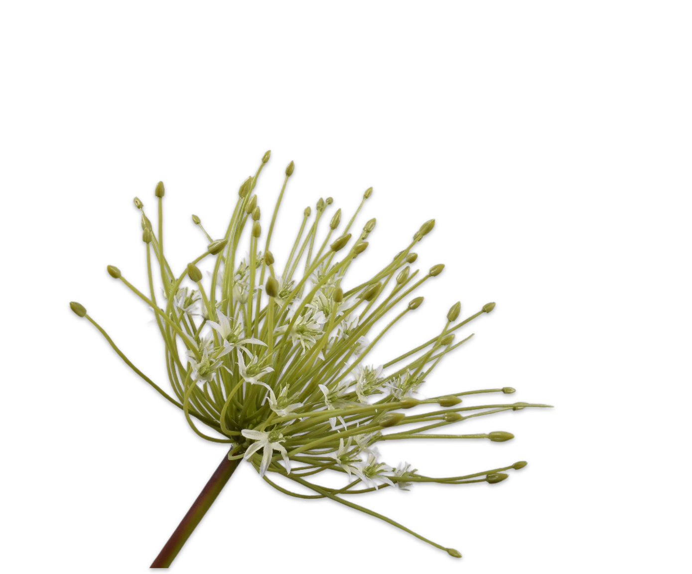 ALLIUM TALLO BLANCO  53 CM