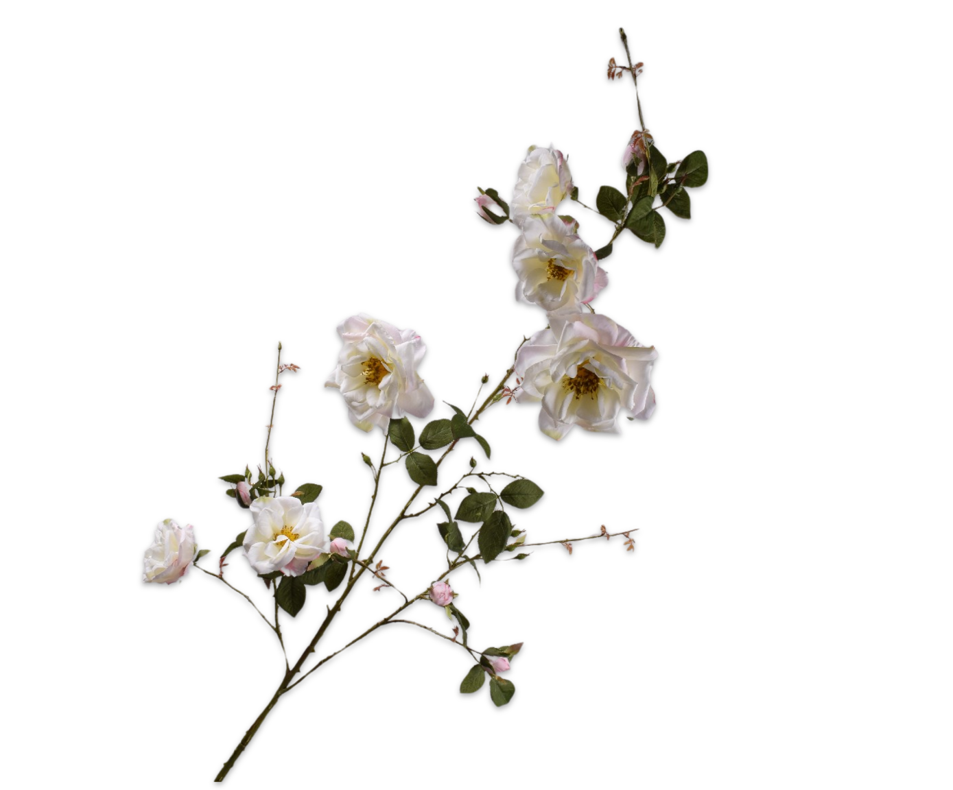 ROOS TAK WIT  160 cm