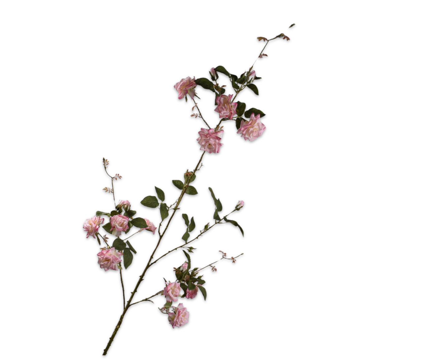 ROOS TAK ROZE  153 cm
