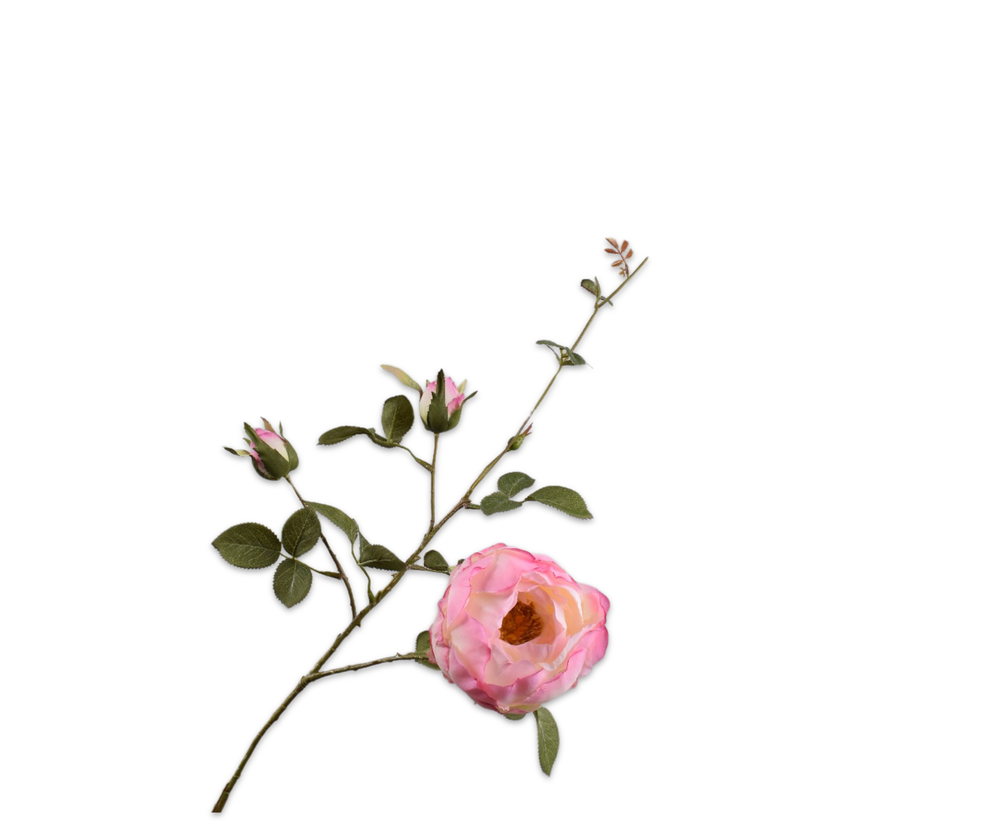 ROOS TAK ROZE  80 cm